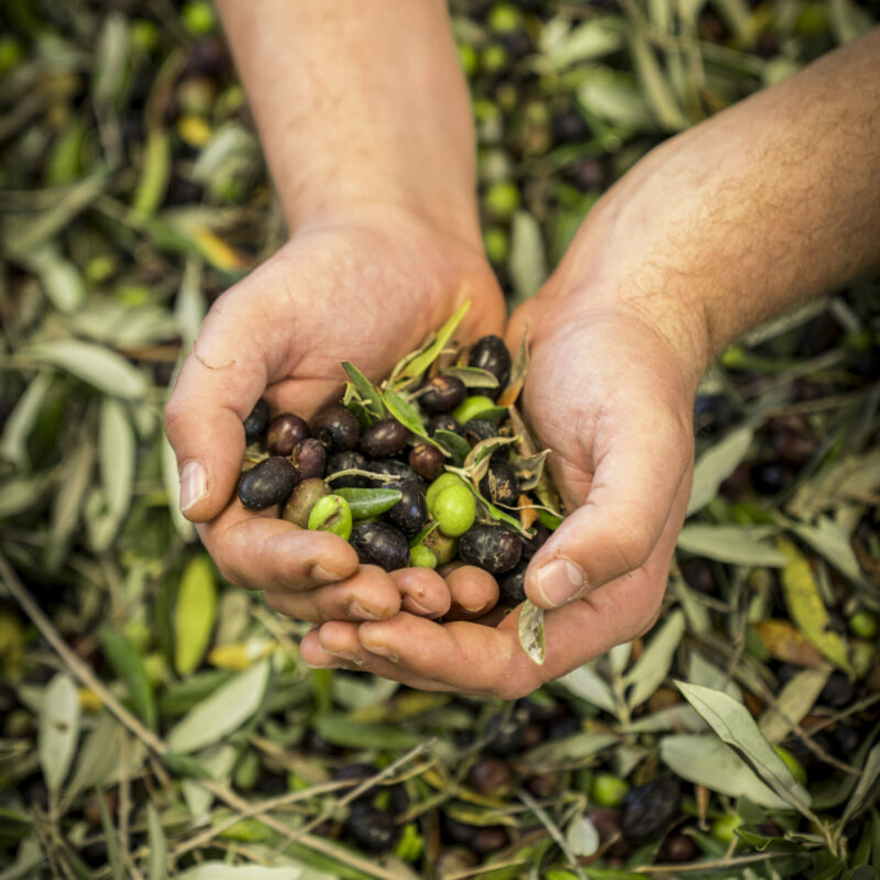Olive Harvest Experience