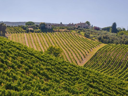 azienda-agricola-palagetto-146-1751636188