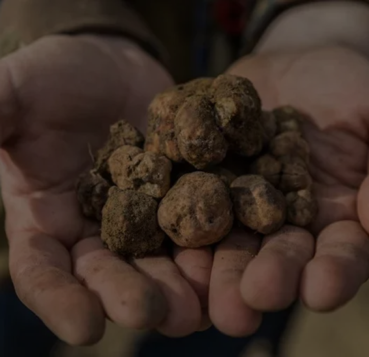 truffle-hunt